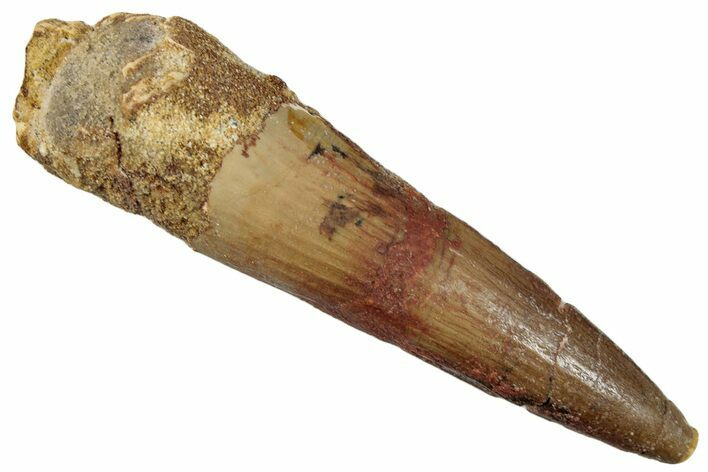 Bargain, Fossil Spinosaurus Tooth - Real Dinosaur Tooth #258977